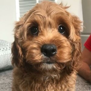 Meet your Posher, Trevor